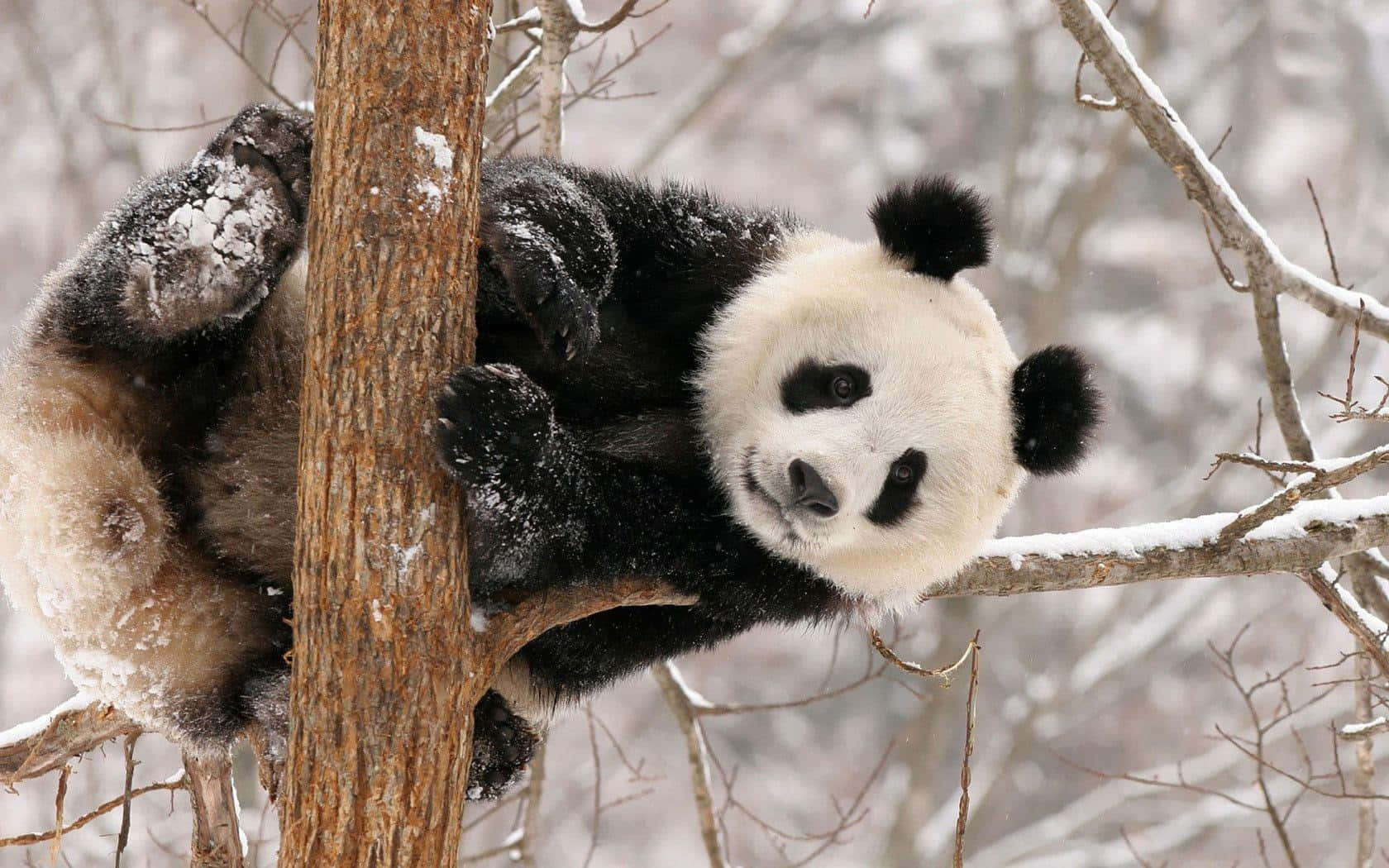 Cute Panda 桌布 壁紙 — 一隻大熊貓在冬季森林中倒掛在積雪的樹枝上，直視鏡頭。