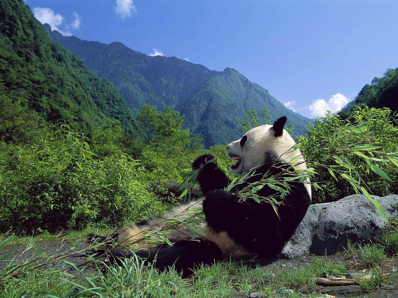 熊貓 桌布 壁紙 — 一隻大熊貓在岩石斜坡上休息，吃著竹子，背景是藍天白雲和翠綠山巒。