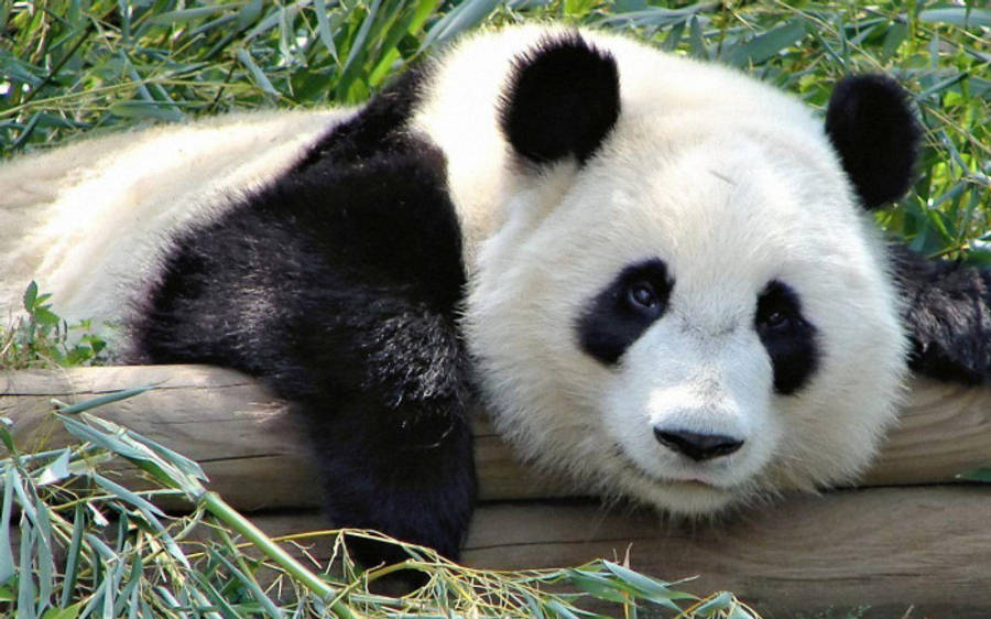 Beautiful Panda 桌布 壁紙 — 一隻大熊貓在明亮的日光下，在被茂密翠綠竹叢包圍的木頭上平靜地休息。