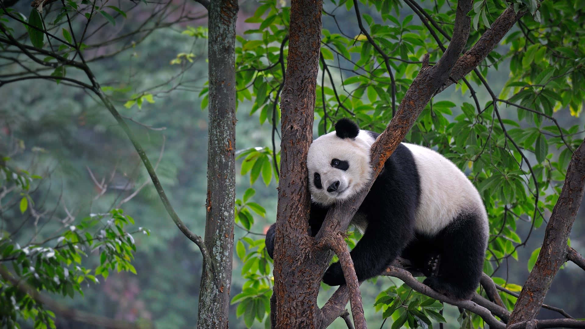 Cute Panda 桌布 壁紙 — 一隻大熊貓在茂密的綠樹上安詳地休息，其黑白毛色與充滿活力的樹葉形成對比。