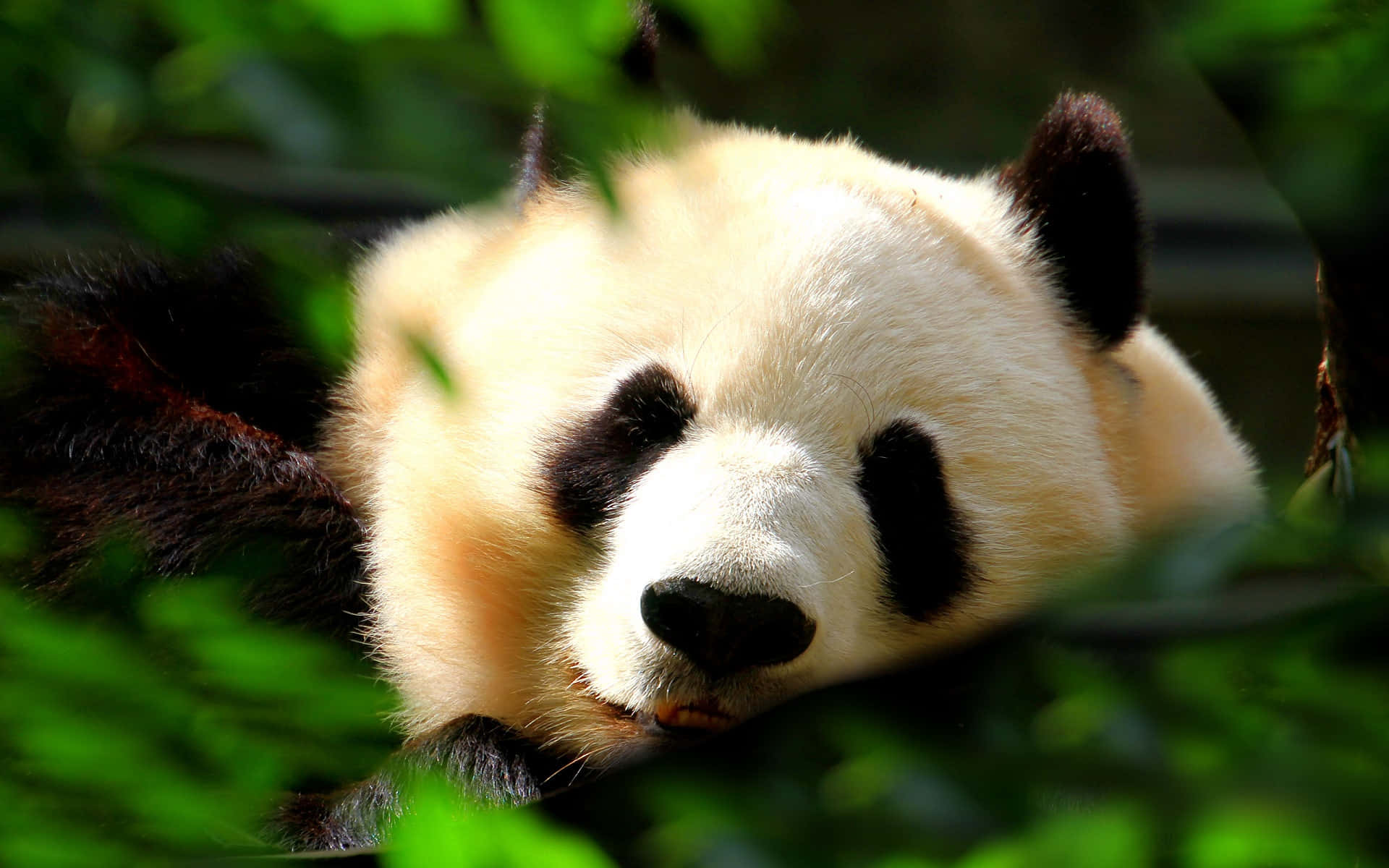 Cute Panda 桌布 壁紙 — 一隻大熊貓在茂密的綠色樹葉中平靜地休息，柔和的光線突顯其蓬鬆的毛髮。