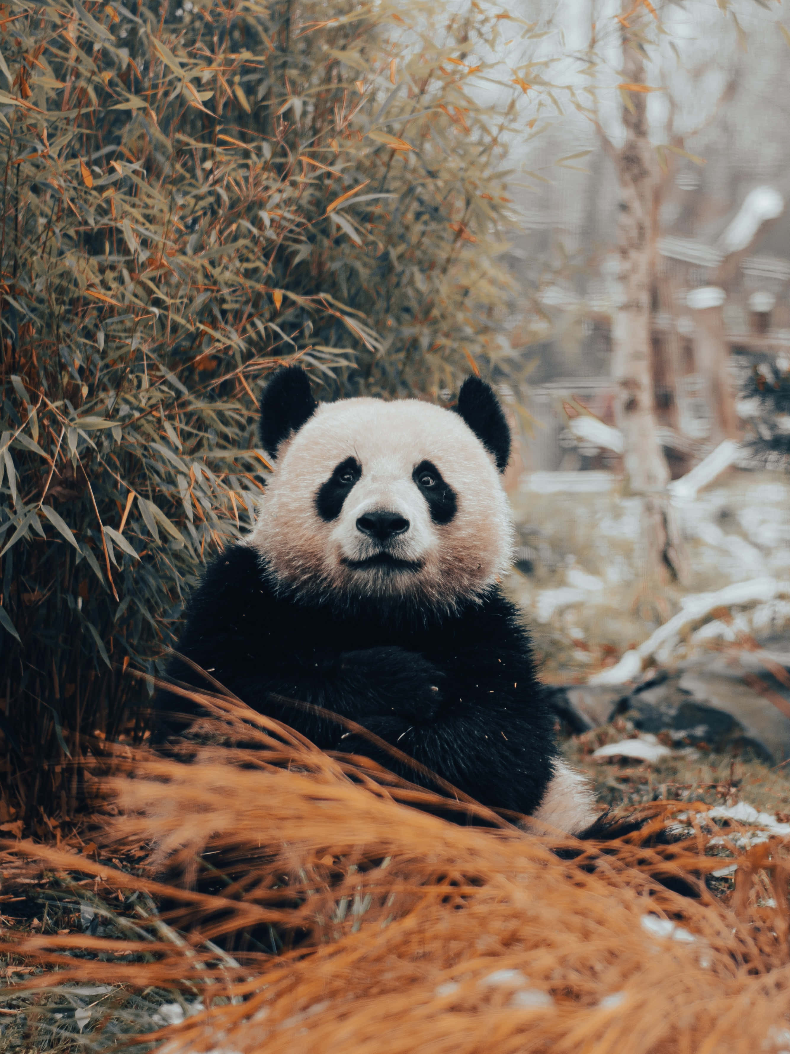 熊貓 桌布 壁紙 — 一隻大熊貓在金色的竹子和雪地之間，寧靜地坐在冬日森林中。