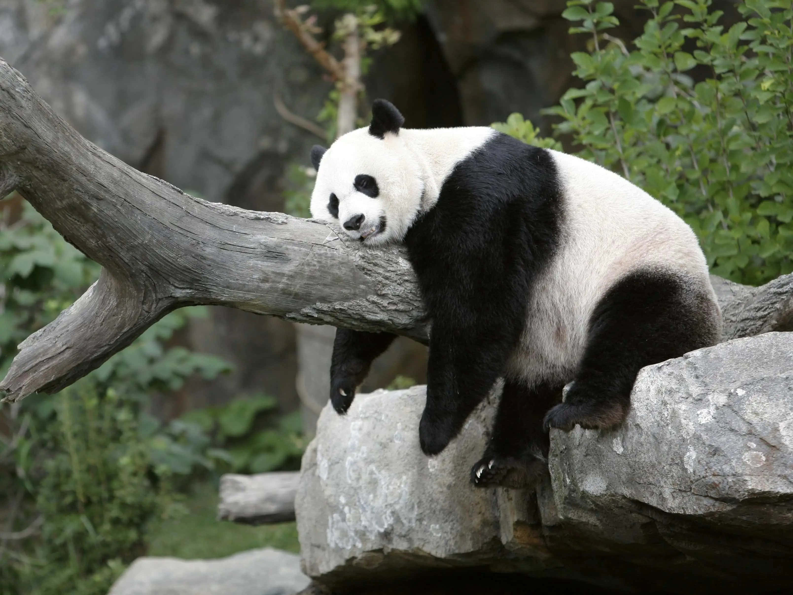 Zoo Animal 桌布 壁紙 — 一隻大熊貓在長滿青苔的樹枝上平靜地休息，樹枝下是岩石，周圍是茂密的綠色植物。
