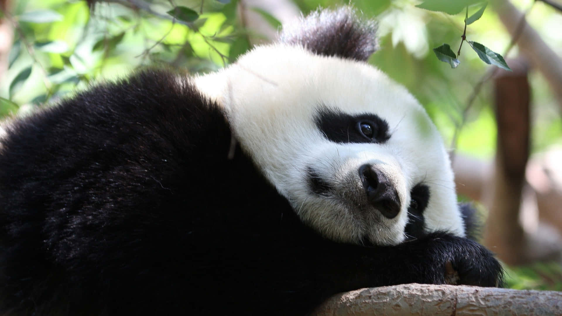 Cute Panda 桌布 壁紙 — 一隻大熊貓在陽光明媚的森林中，將頭靠在被茂密綠葉環繞的樹枝上。