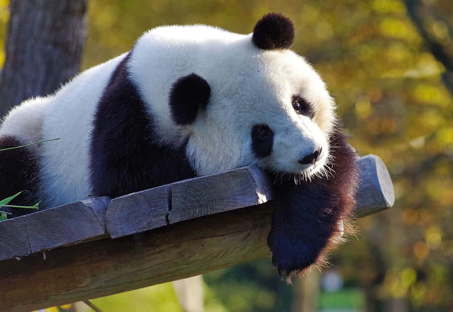 熊貓 桌布 壁紙 — 一隻大熊貓將頭擱在木樑上，柔和的陽光穿過背後金黃色的秋葉灑落。