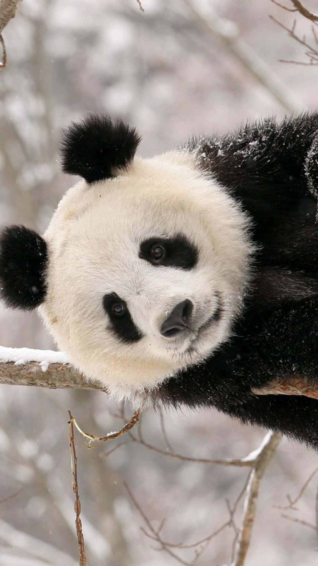 熊貓 桌布 壁紙 — 一隻大熊貓將頭擱在灑滿雪的樹枝上，在柔和的冬日背景下，用深色眼睛平靜地凝視。