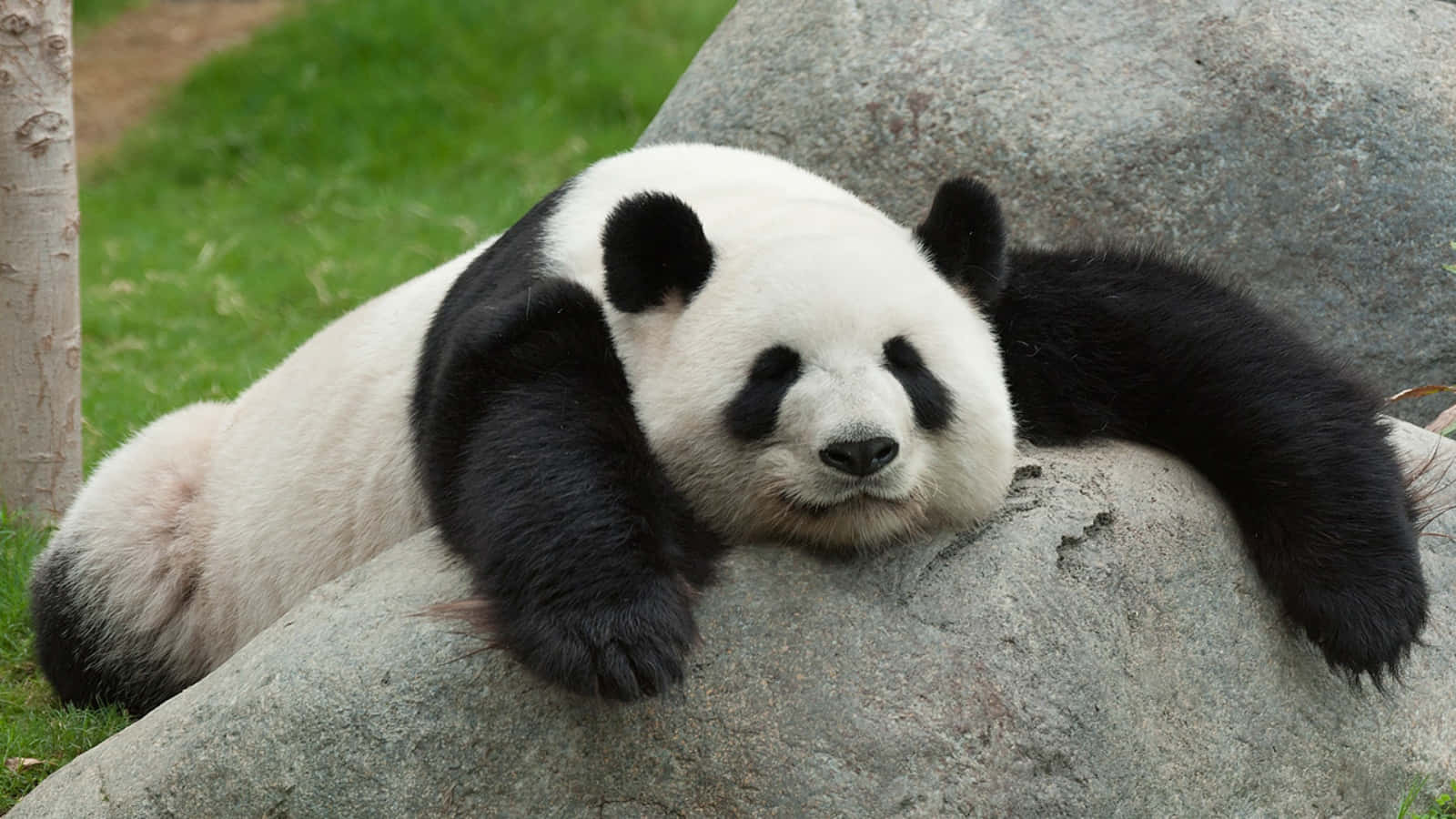 Cute Panda 桌布 壁紙 — 一隻大熊貓將頭枕在一塊被綠草環繞的大灰色岩石上，安詳地休息。