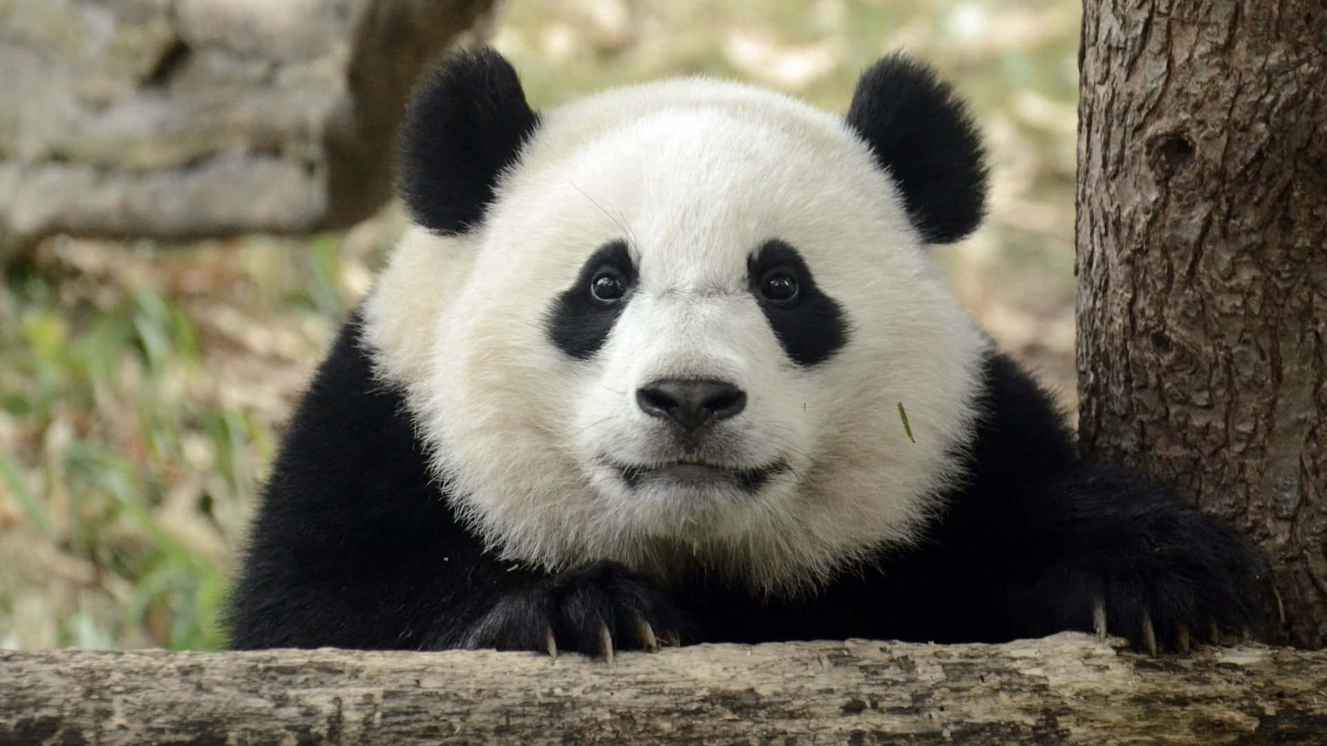 Cute Panda 桌布 壁紙 — 一隻大熊貓將頭靠在木頭上，在樹皮和模糊森林的背景下，用深色眼睛平靜地凝視。