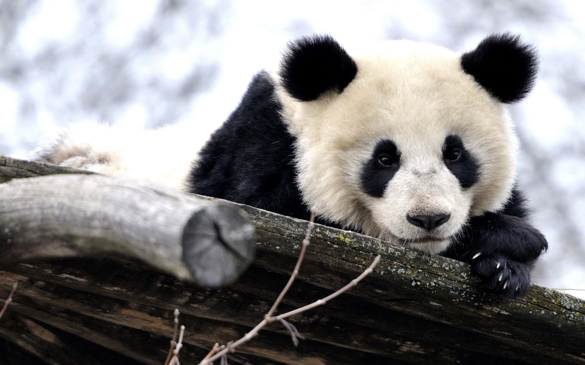 Cute Panda 桌布 壁紙 — 一隻大熊貓將頭靠在風化的木頭上，背景是柔和的雪景。