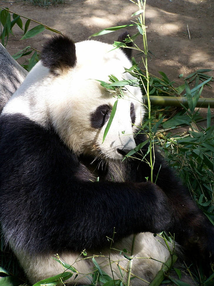 熊貓 桌布 壁紙 — 一隻大熊貓平靜地坐在斑駁的陽光下，在綠色樹葉中輕輕咀嚼新鮮的竹葉。