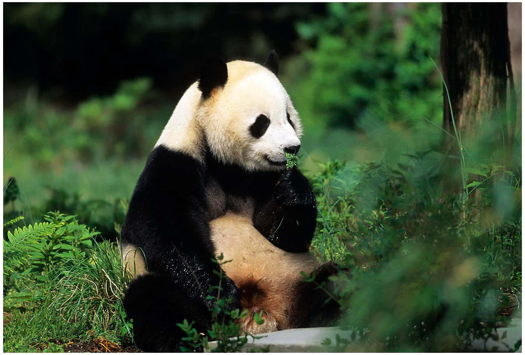 Cute Panda 桌布 壁紙 — 一隻大熊貓平靜地坐在茂密的綠色樹葉中，專注地咀嚼竹子。
