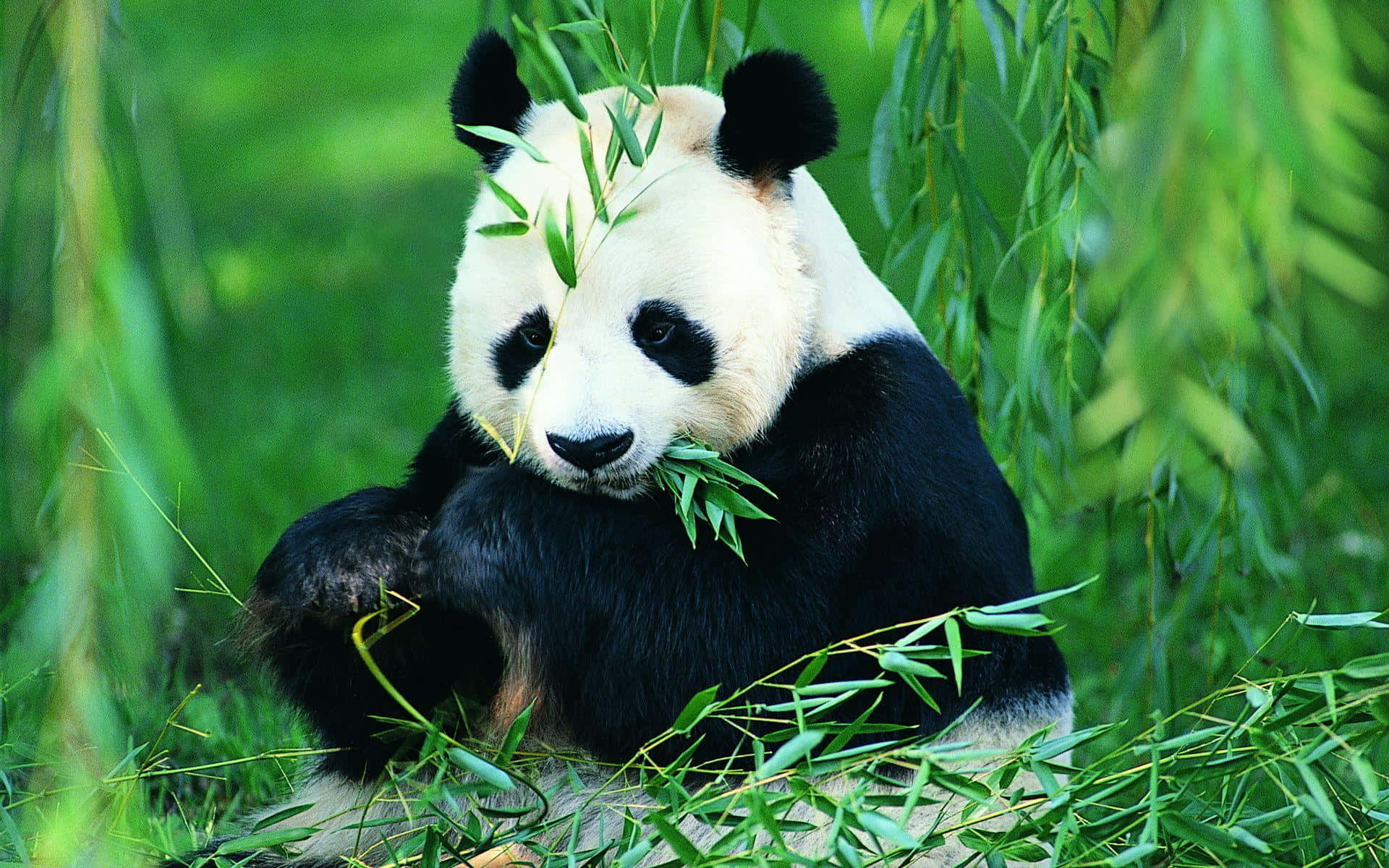 熊貓 桌布 壁紙 — 一隻大熊貓平靜地坐在茂密的綠色竹林中，啃食樹葉，周圍是柔焦的樹葉。
