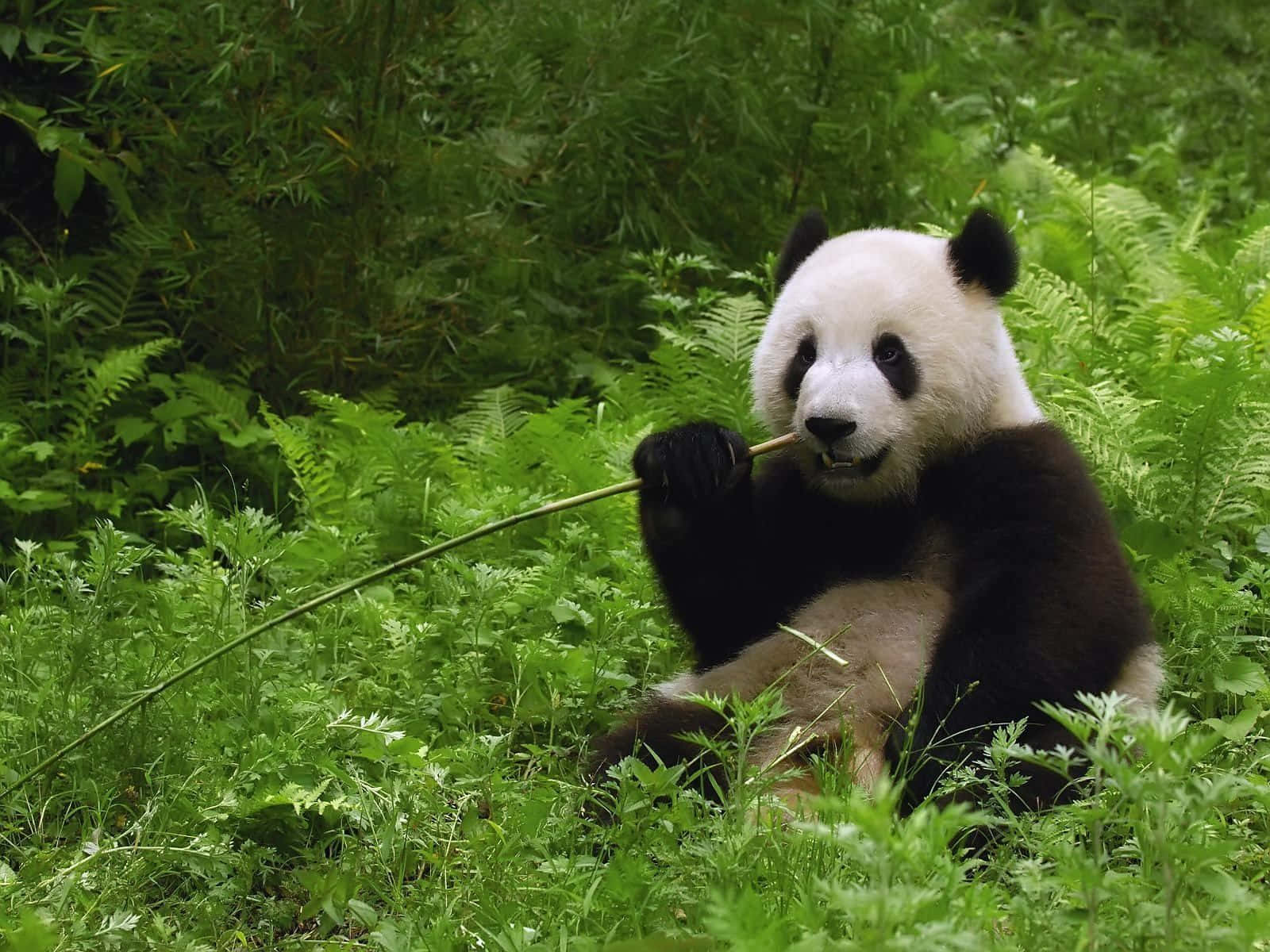 熊貓 桌布 壁紙 — 一隻大熊貓平靜地坐在茂密的綠色蕨類植物中，專注地拿著並咀嚼竹莖。