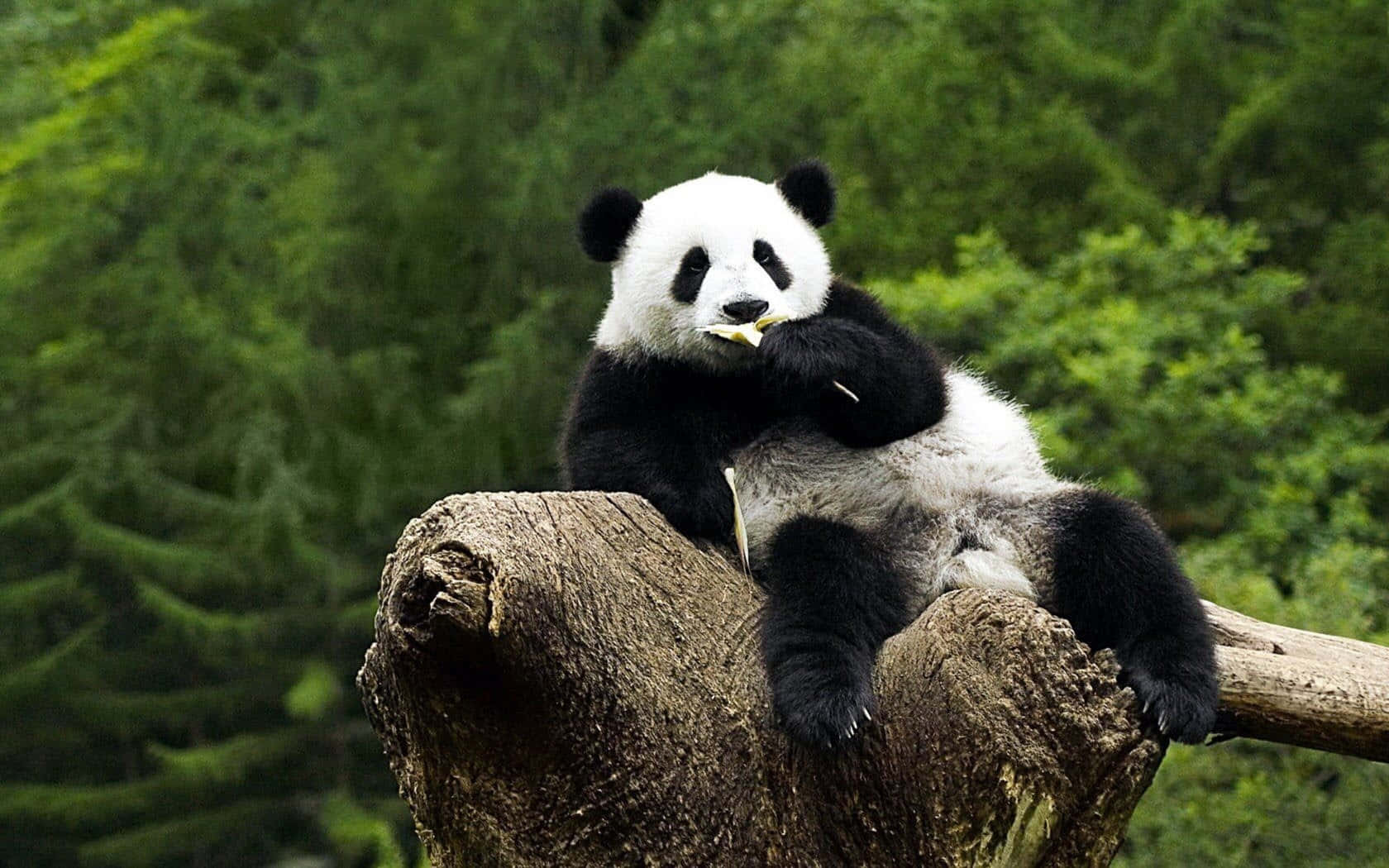 Cute Panda 桌布 壁紙 — 一隻大熊貓放鬆地坐在風化的樹樁上，在茂密的綠色森林背景下咀嚼竹子。