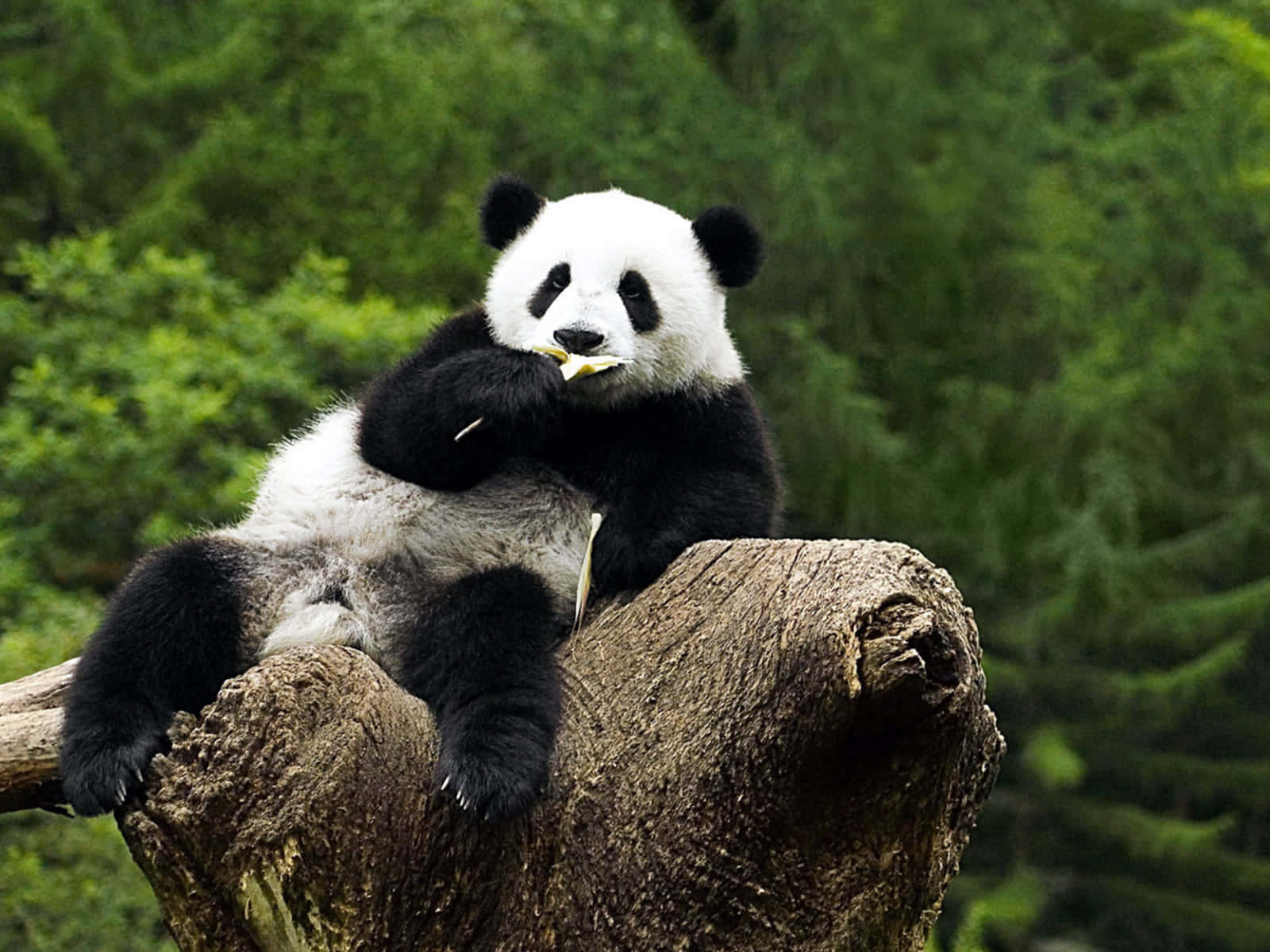 熊貓 桌布 壁紙 — 一隻大熊貓放鬆地坐在風化的樹樁上，在茂密的綠色森林中咀嚼竹子。