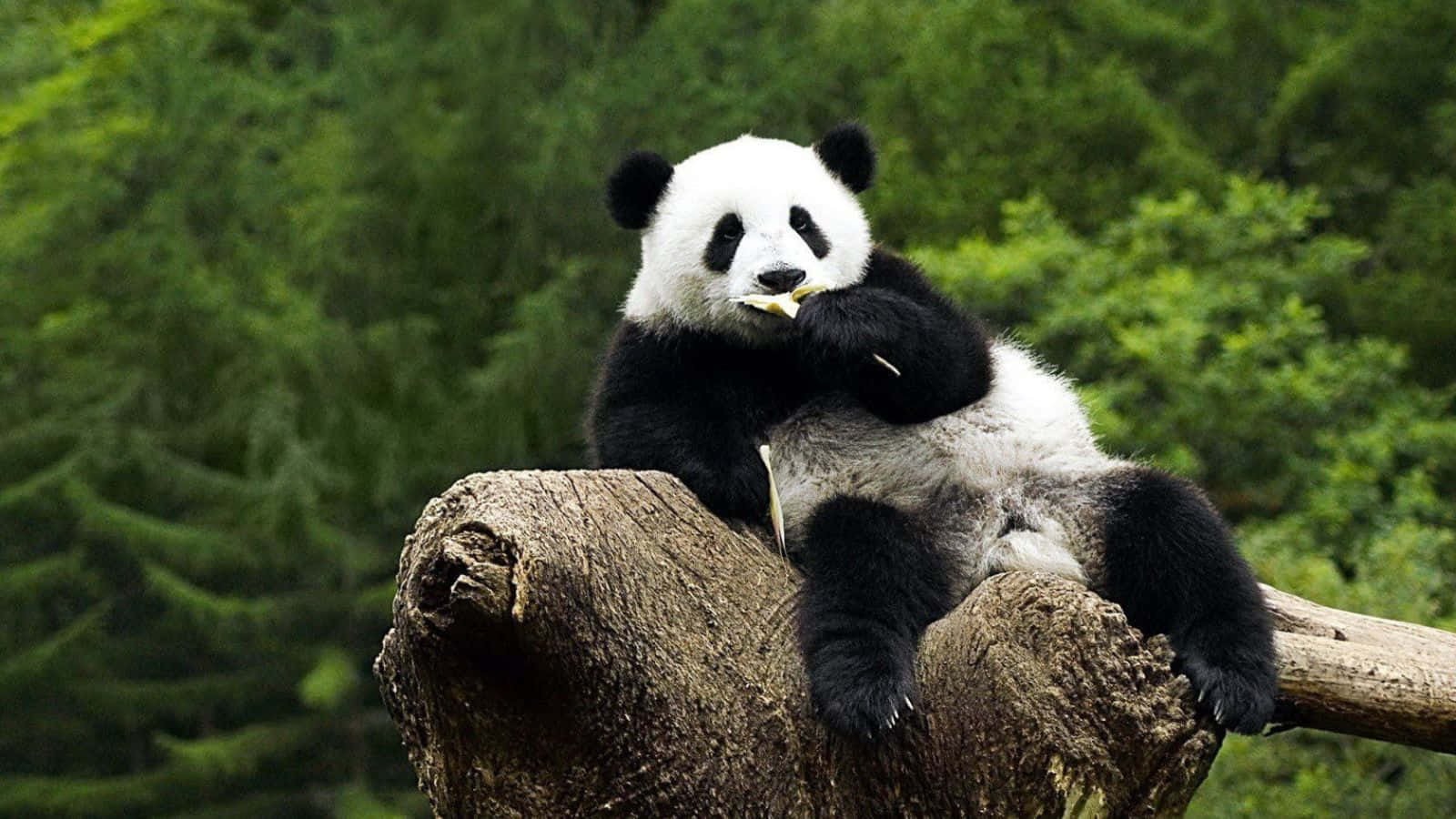 熊貓 桌布 壁紙 — 一隻大熊貓放鬆地坐在風化的樹樁上，在茂密的綠色森林中咀嚼竹子。