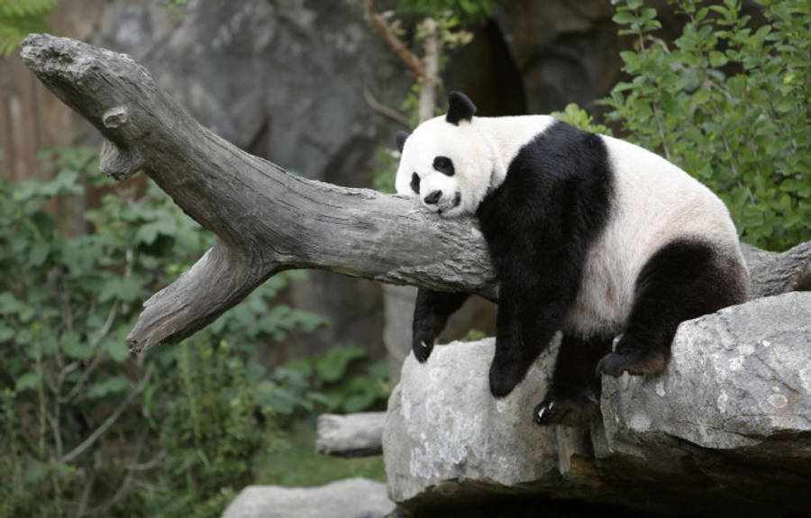 Beautiful Panda 桌布 壁紙 — 一隻大熊貓放鬆地躺在一根橫跨岩石的風化木頭上，周圍環繞著茂密的綠色樹葉。