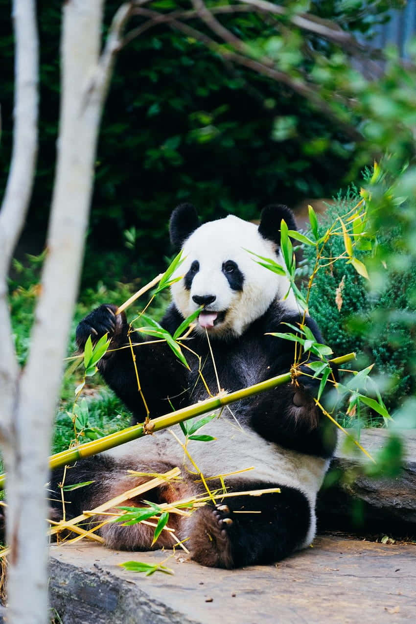 Cute Panda 桌布 壁紙 — 一隻大熊貓滿足地坐在石壁上咀嚼竹莖，周圍是茂密的綠色樹葉。