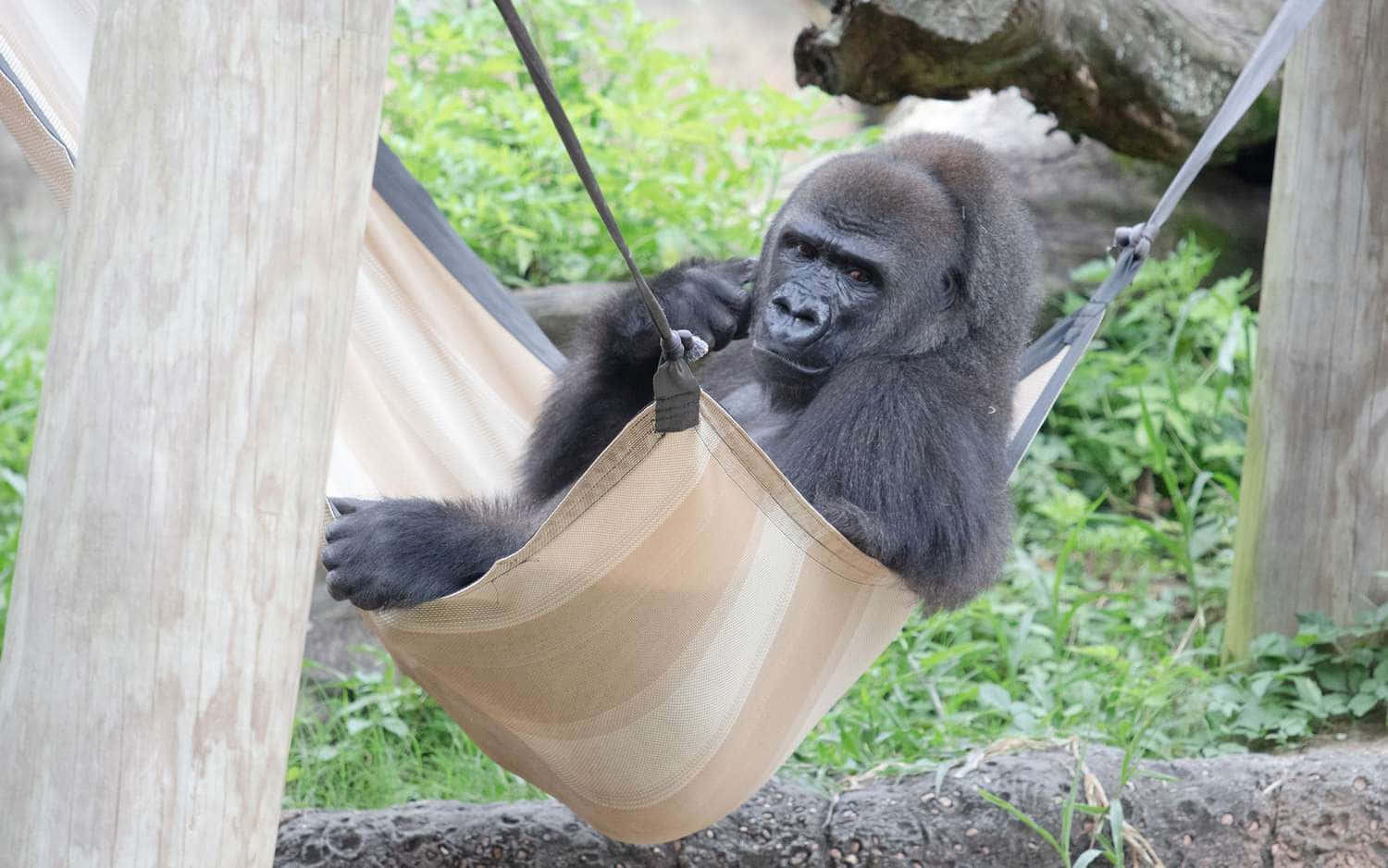 Gorilla 桌布 壁紙 — 一隻大猩猩在懸掛在木柱之間的米色吊床上放鬆，周圍是茂密的綠色樹葉。