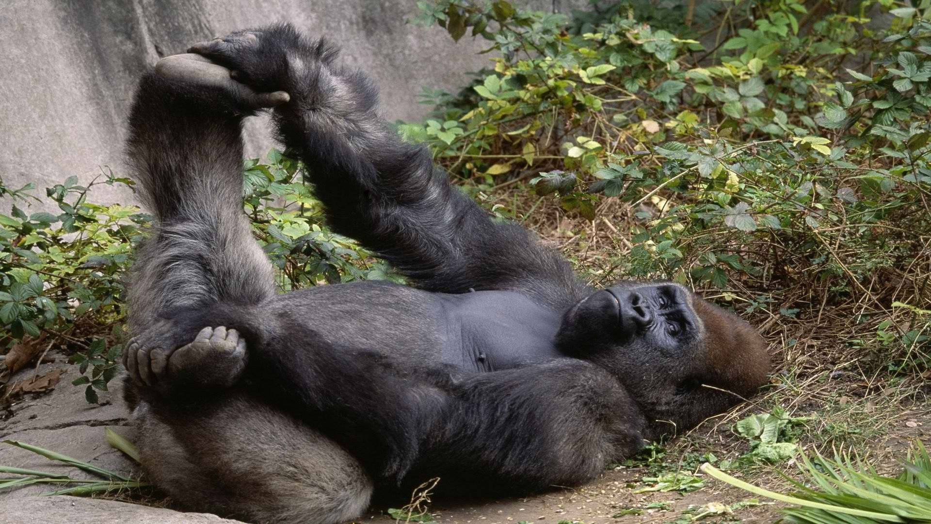 Gorilla 桌布 壁紙 — 一隻大猩猩在茂密的綠色圍欄中仰臥，輕鬆地抬起腿和手臂，姿勢放鬆。