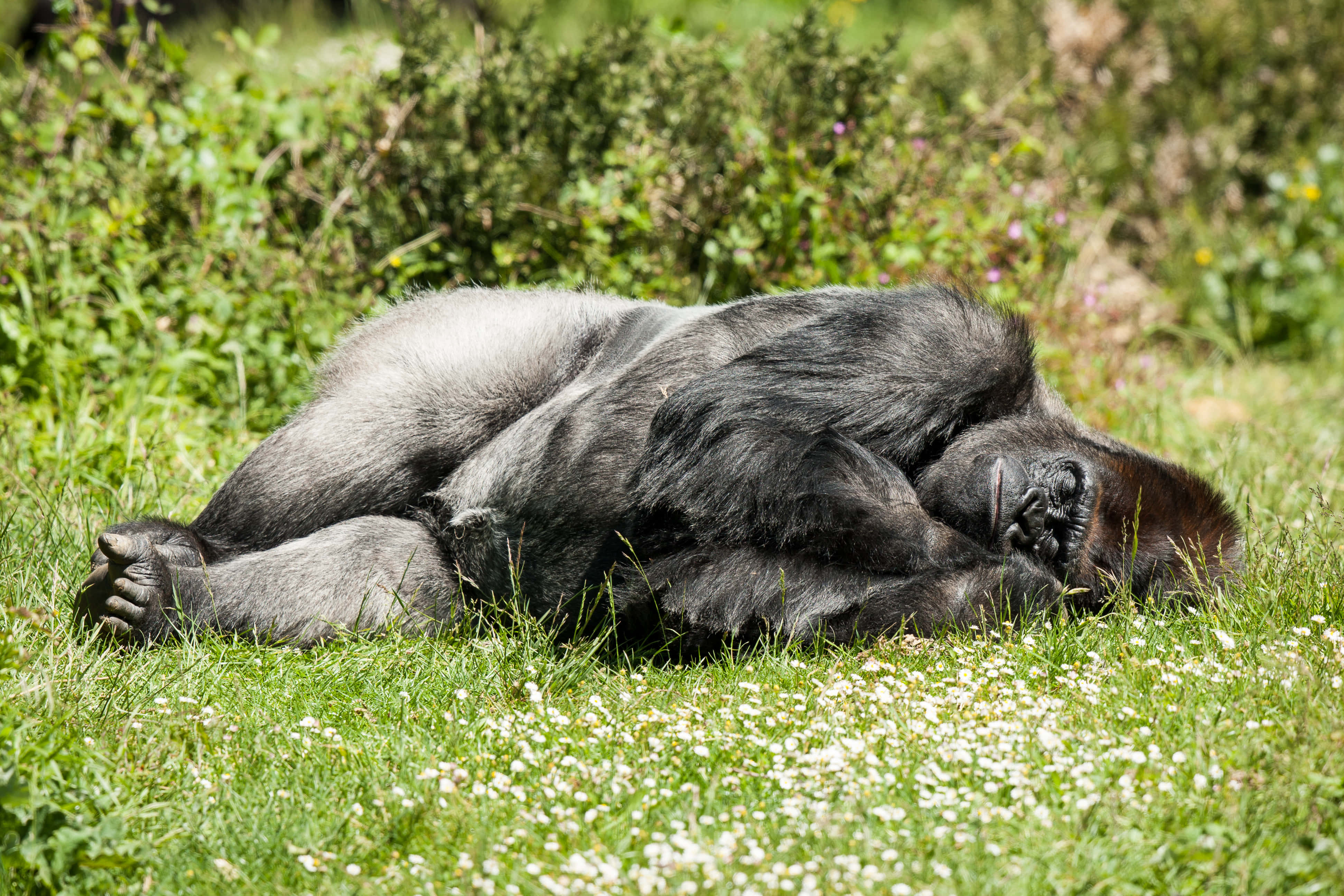 Gorilla 桌布 壁紙 — 一隻大猩猩在陽光普照、點綴著白花的草地上平靜地休息。