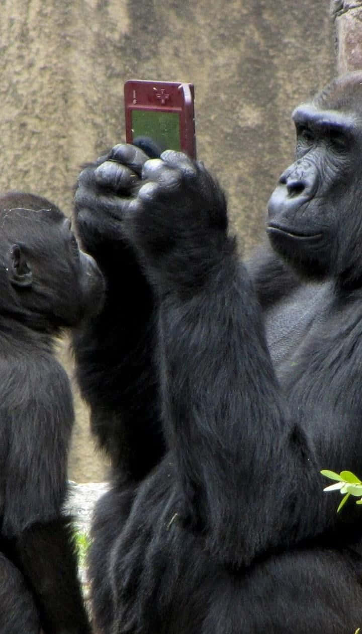 Gorilla 桌布 壁紙 — 一隻大猩猩手持紅色手持遊戲機，另一隻大猩猩在石牆旁觀看。