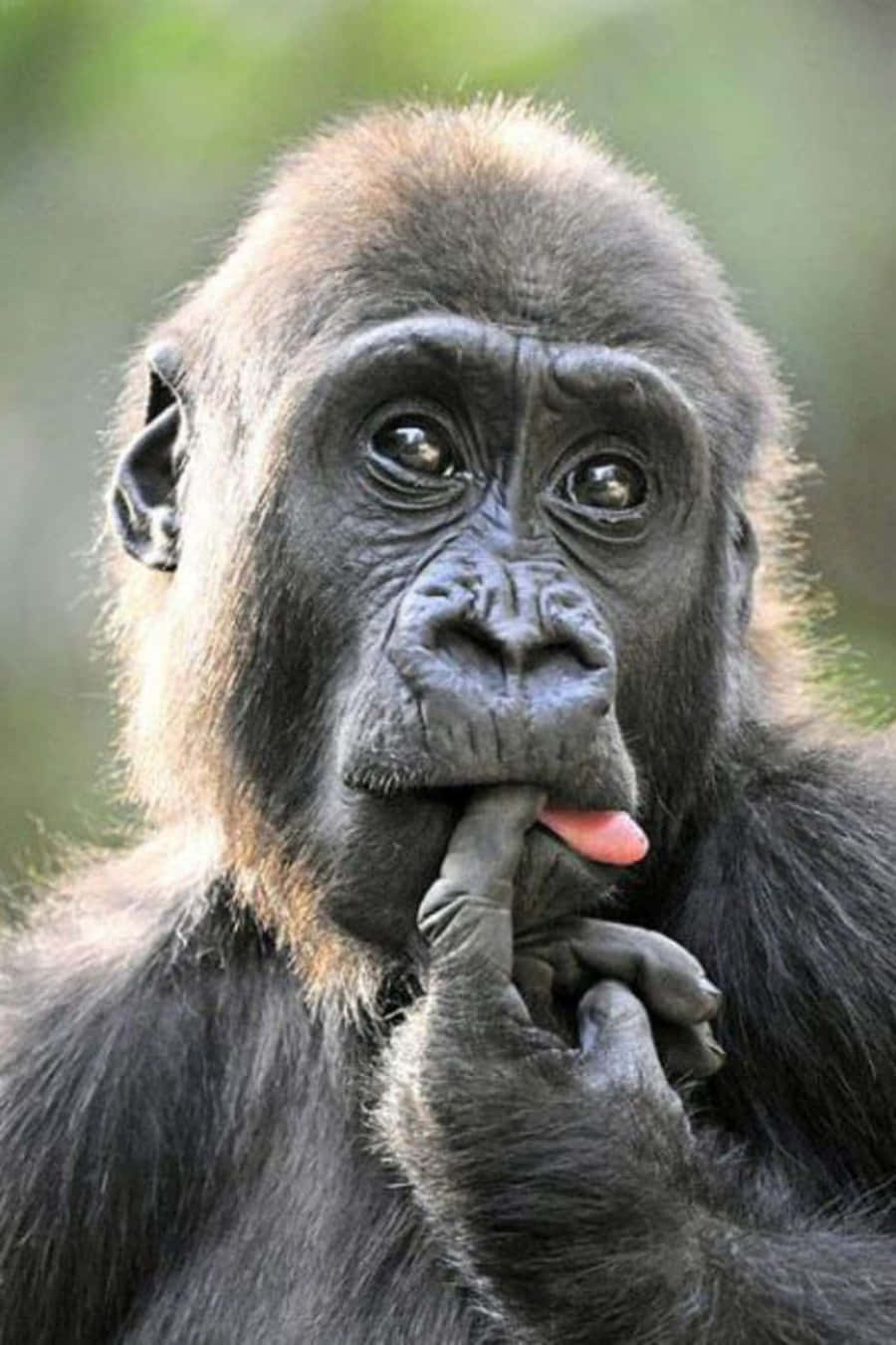 Monkey Funny 桌布 壁紙 — 一隻大猩猩的特寫，表情若有所思，手指靠近嘴巴，舌頭微微伸出，背景是模糊的綠色。