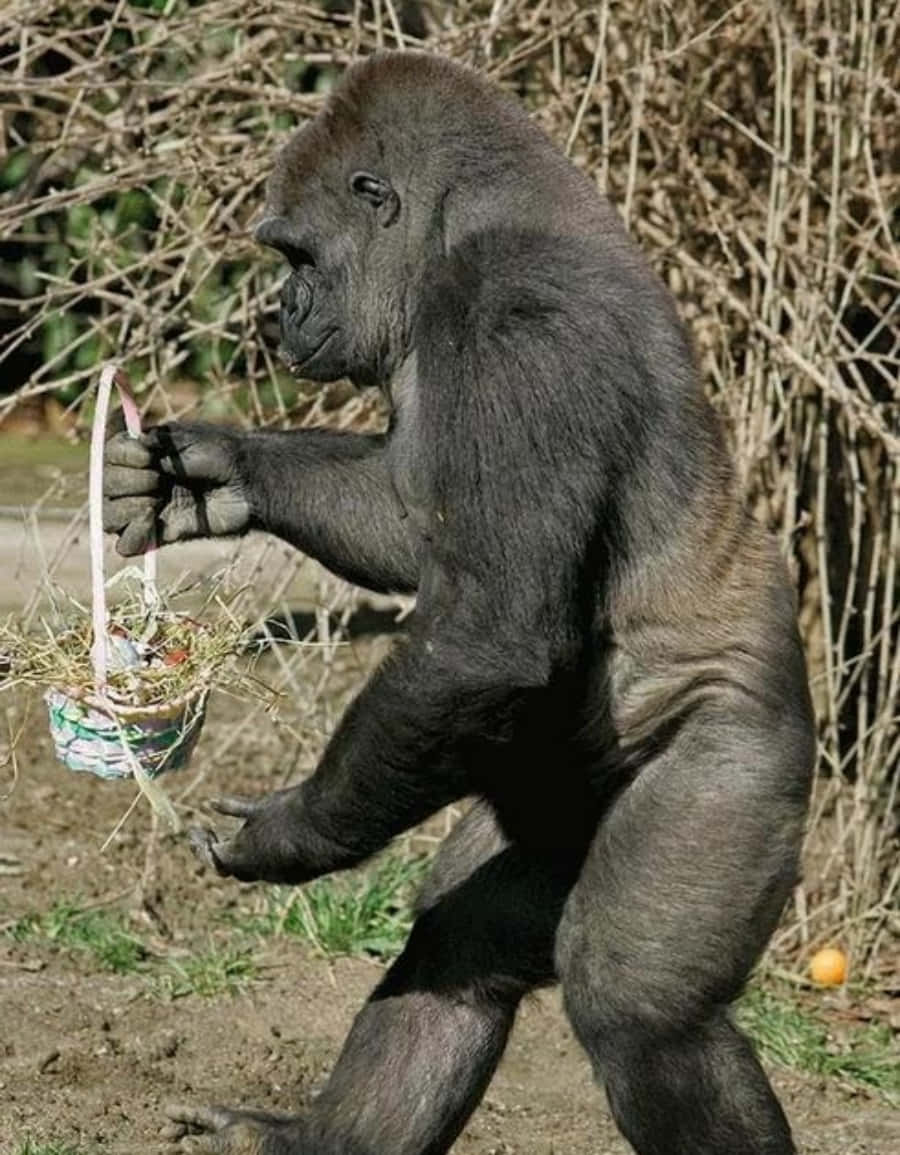 搞笑 桌布 壁紙 — 一隻大猩猩直立站立，手持一個裝滿乾草和彩色雞蛋的小裝飾籃。