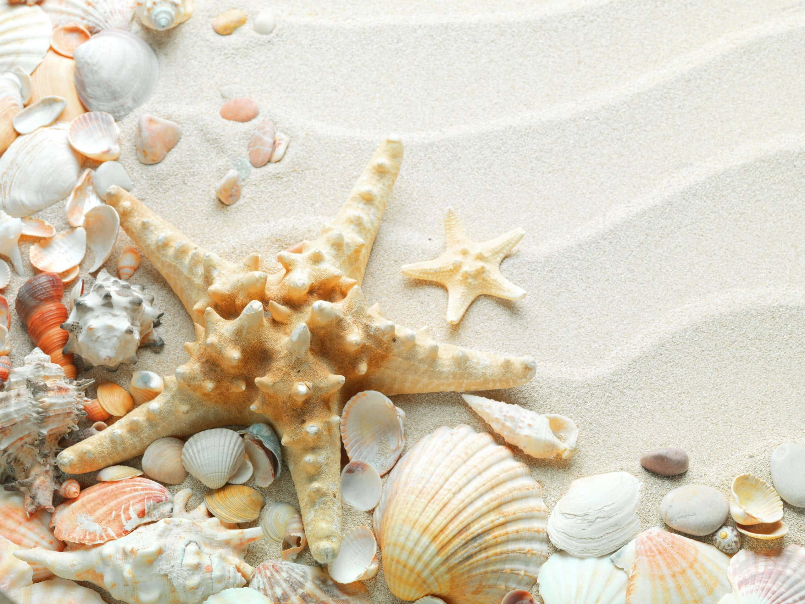 Seashell 桌布 壁紙 — 一隻大的多刺海星和一隻較小的海星在紋理沙地上，於各種貝殼之間休息。