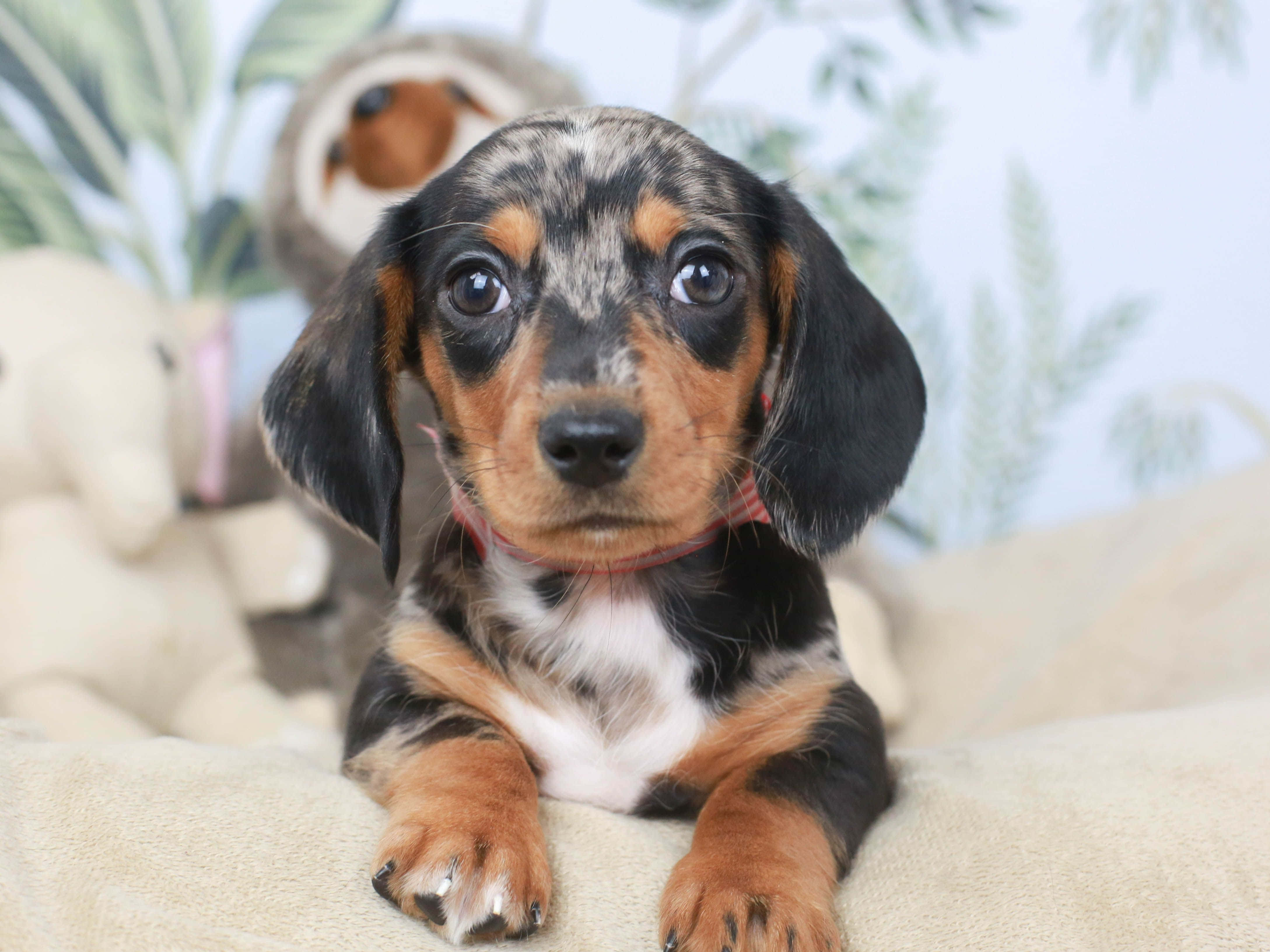 Dachshund Puppy 桌布 壁紙 — 一隻大眼睛、垂耳朵的斑點臘腸狗寶寶的特寫，正躺在柔軟的米色毛毯上休息。