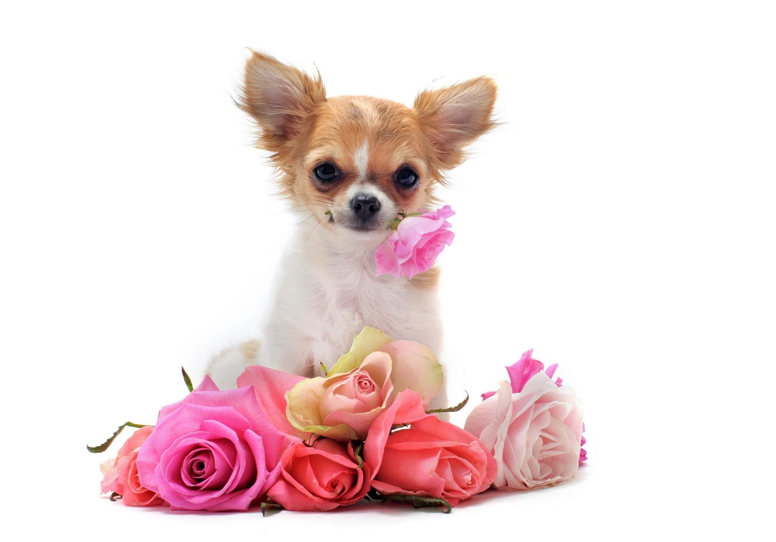 Chihuahua Dog 桌布 壁紙 — 一隻大眼睛的小吉娃娃坐在純白色背景上鮮豔的粉紅玫瑰叢中。