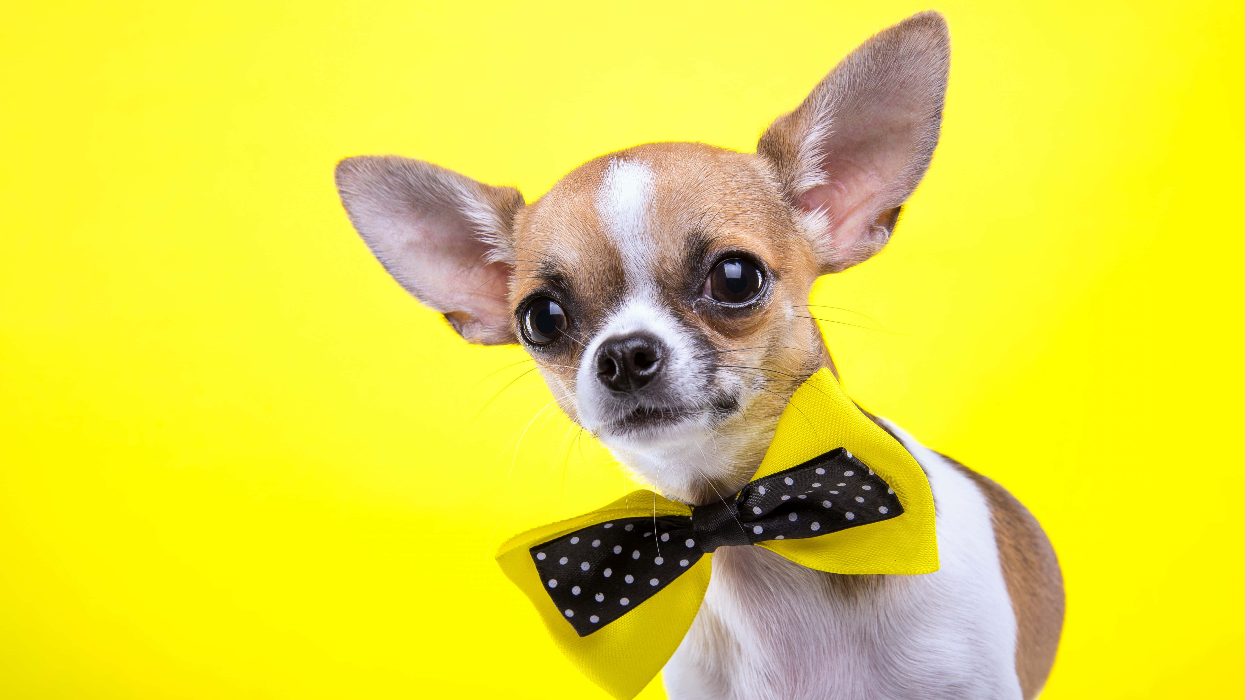Chihuahua 桌布 壁紙 — 一隻大眼睛的小吉娃娃戴著黃黑波點蝴蝶結，背景是明亮的黃色。
