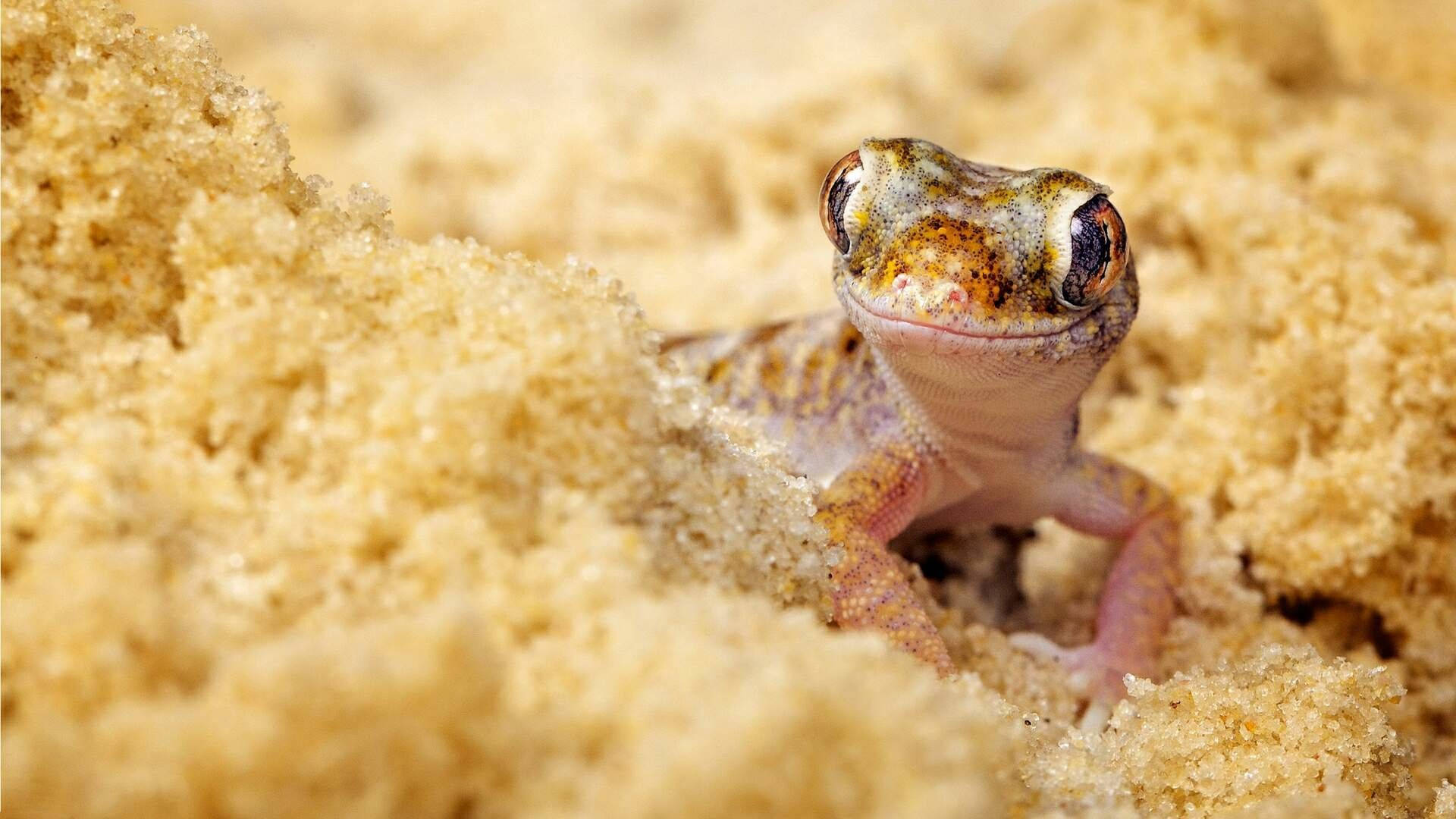 動物 桌布 壁紙 — 一隻大眼睛的小沙漠壁虎從有紋理的金色沙後好奇地探頭窺視。
