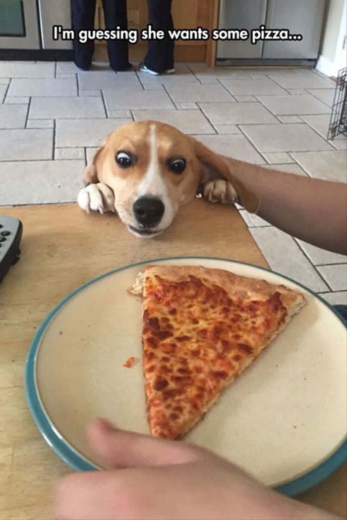 Pet Memes 桌布 壁紙 — 一隻大眼睛的比格犬幼犬越過木桌凝視著盤子裡的一片起司披薩。