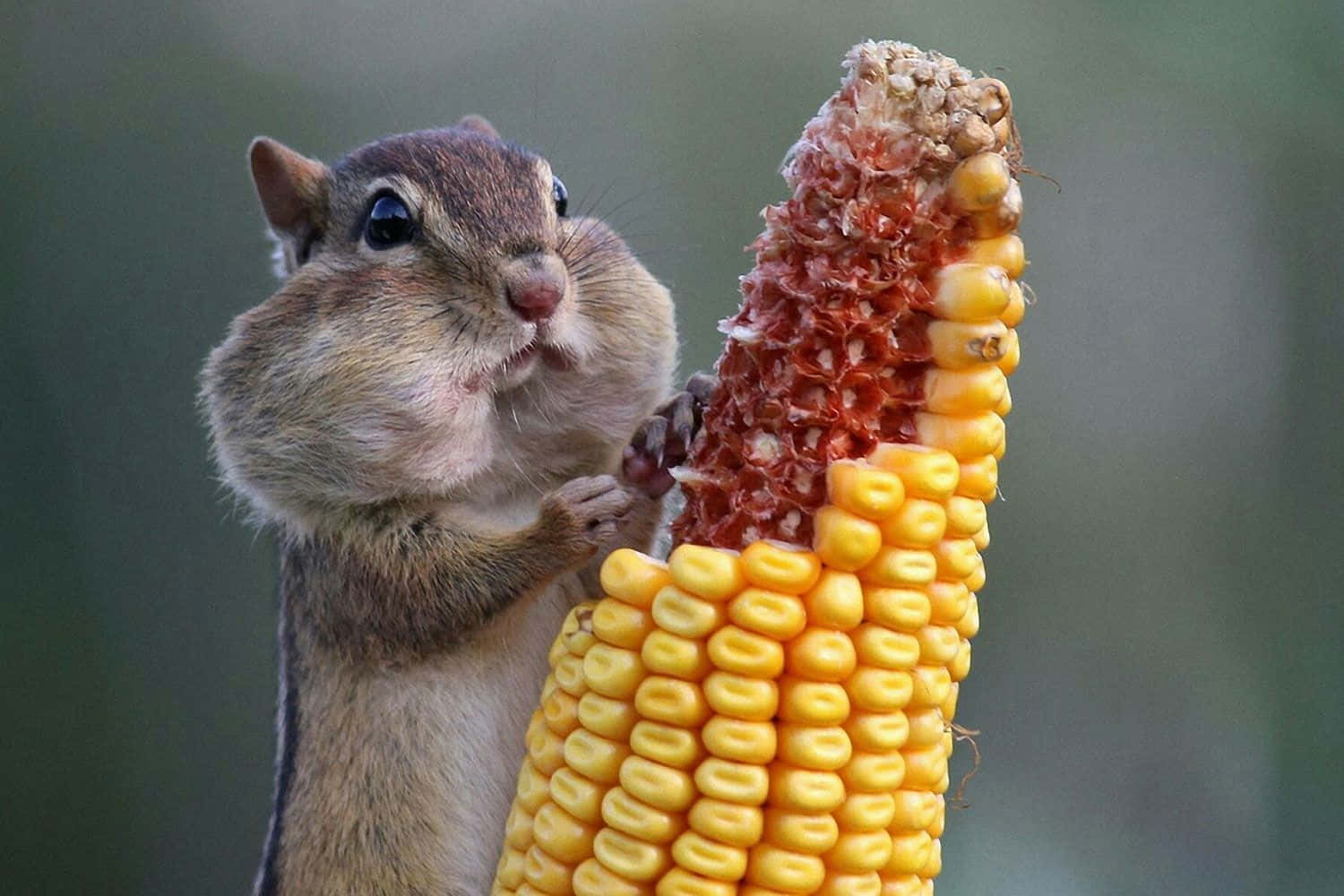 funny animals 桌布 壁紙 — 一隻大眼睛的花栗鼠緊抓著一根帶有紅色絲線的亮黃色玉米棒，背景是柔和模糊的綠色。