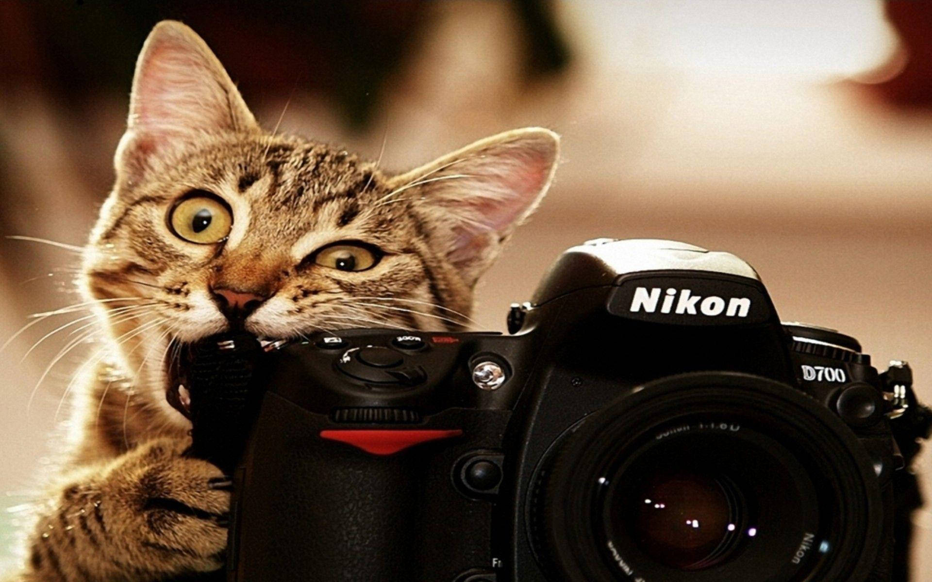 Cute Cat 桌布 壁紙 — 一隻大眼睛的虎斑貓在溫暖燈光的室內場景中，頑皮地抓著一部黑色的Nikon D700相機。