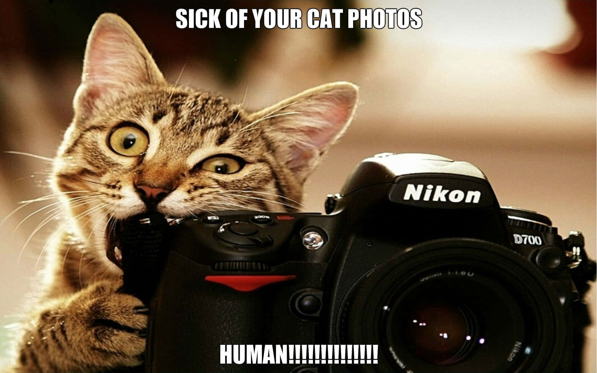 貓迷因 桌布 壁紙 — 一隻大眼睛的虎斑貓緊握Nikon D700相機，文字表達對貓照片的沮喪。