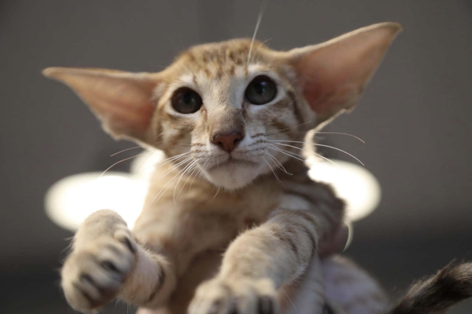 Oriental Shorthair 桌布 壁紙 — 一隻大耳大眼貓咪在模糊背景前向前伸爪的特寫。