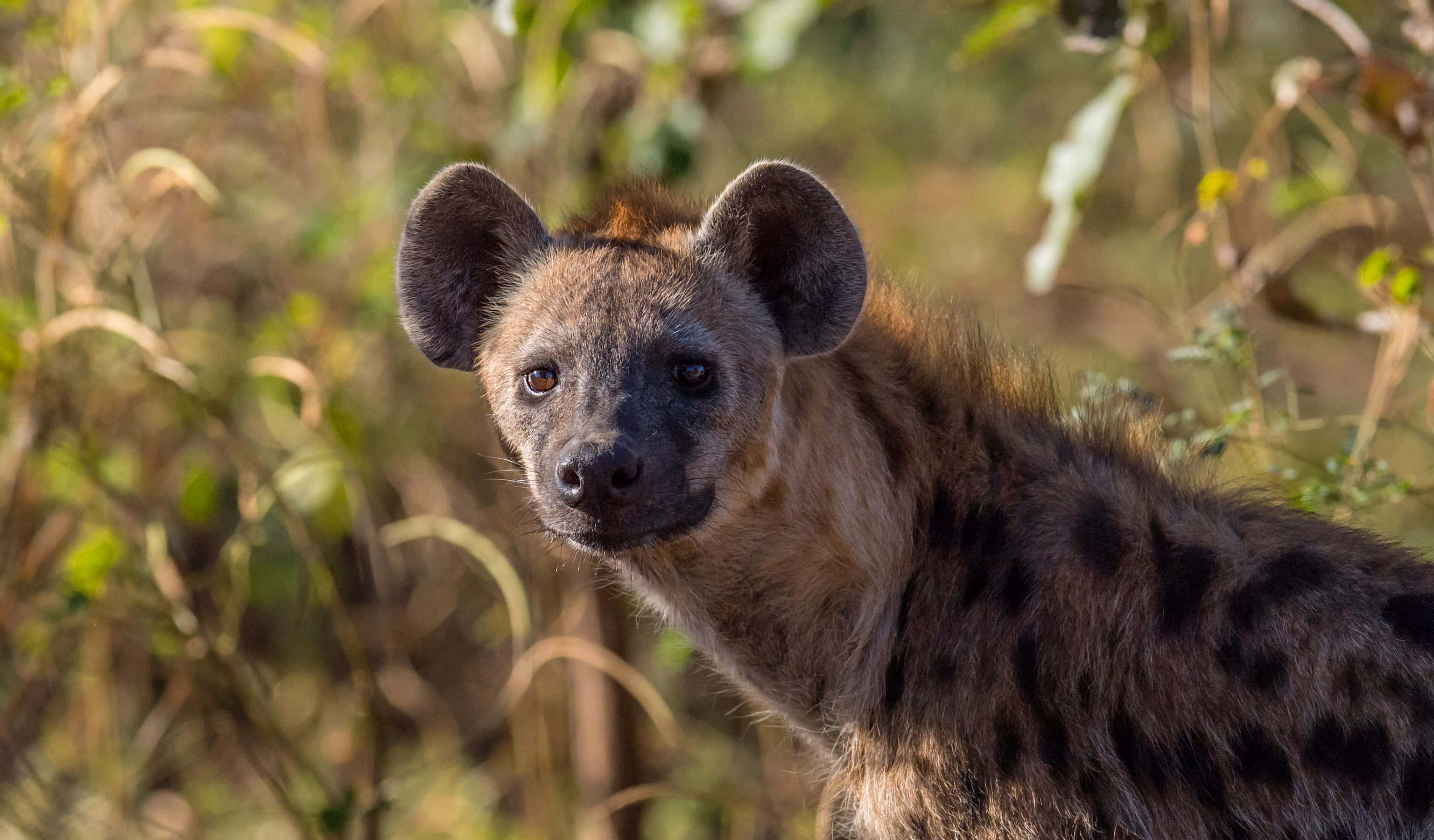 Brown Hyena 桌布 壁紙 — 一隻大耳斑點鬣狗的近距離特寫，目光銳利，站在陽光普照的草叢中。
