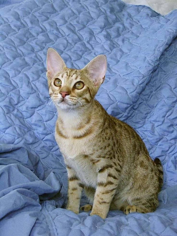 Ocicat 桌布 壁紙 — 一隻大耳綠眼的虎斑貓警覺地坐在有紋理的藍色絎縫毛毯上。
