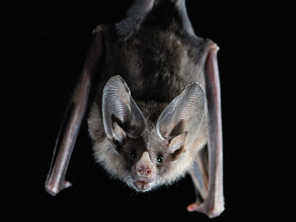 bat 桌布 壁紙 — 一隻大耳蝙蝠倒掛在黑色背景上的特寫照片。