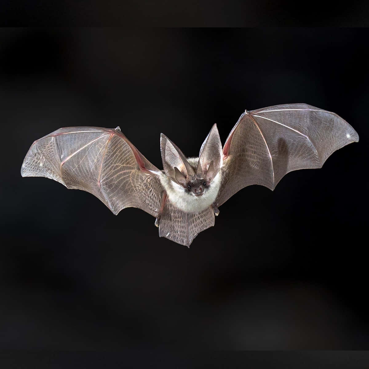 Bats 桌布 壁紙 — 一隻大耳蝙蝠在黑暗背景下飛行中的特寫，翅膀半透明。