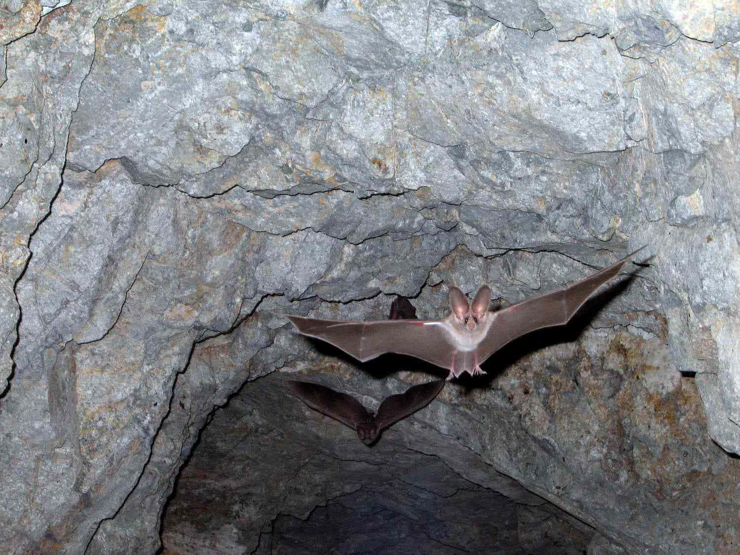Bats 桌布 壁紙 — 一隻大耳蝙蝠展開翅膀，在昏暗的岩石洞穴中滑翔，下方還有另一隻蝙蝠。