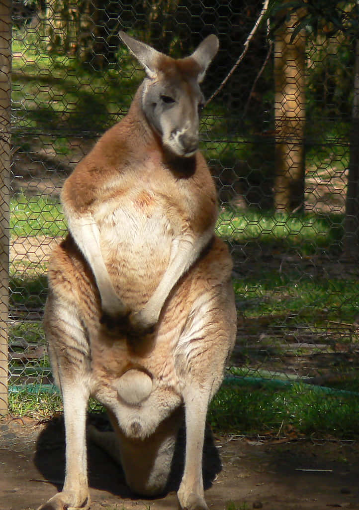 Kangaroo 桌布 壁紙 — 一隻大袋鼠在陽光明媚的圍欄內直立站立，身後有鐵絲網圍欄，背景是綠草和樹木。