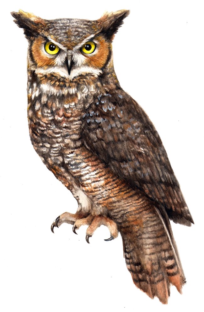 Owl Free 桌布 壁紙 — 一隻大角貓頭鷹的詳細水彩插圖，擁有銳利的黃色眼睛和紋理豐富的棕色羽毛，棲息在白色背景上。