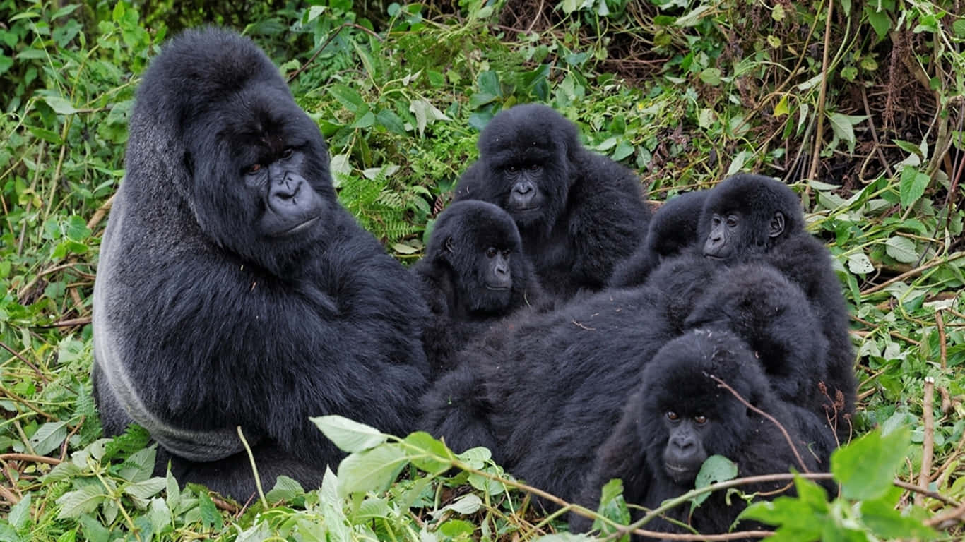 1366x768 Gorilla 桌布 壁紙 — 一隻大銀背大猩猩保護性地坐在幾隻年輕大猩猩之間，身處茂密的綠色森林灌木叢中。