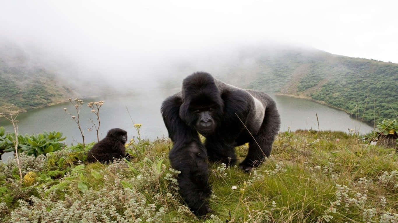 1366x768 Gorilla 桌布 壁紙 — 一隻大銀背大猩猩和一隻猩猩寶寶站在霧氣瀰漫的草脊上，俯瞰寧靜的火山口湖。