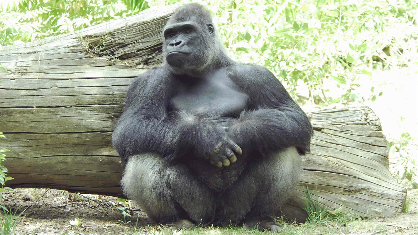 1366x768 Gorilla 桌布 壁紙 — 一隻大銀背大猩猩在陽光普照的森林空地，靠著一條風化的木頭靜靜地坐著。