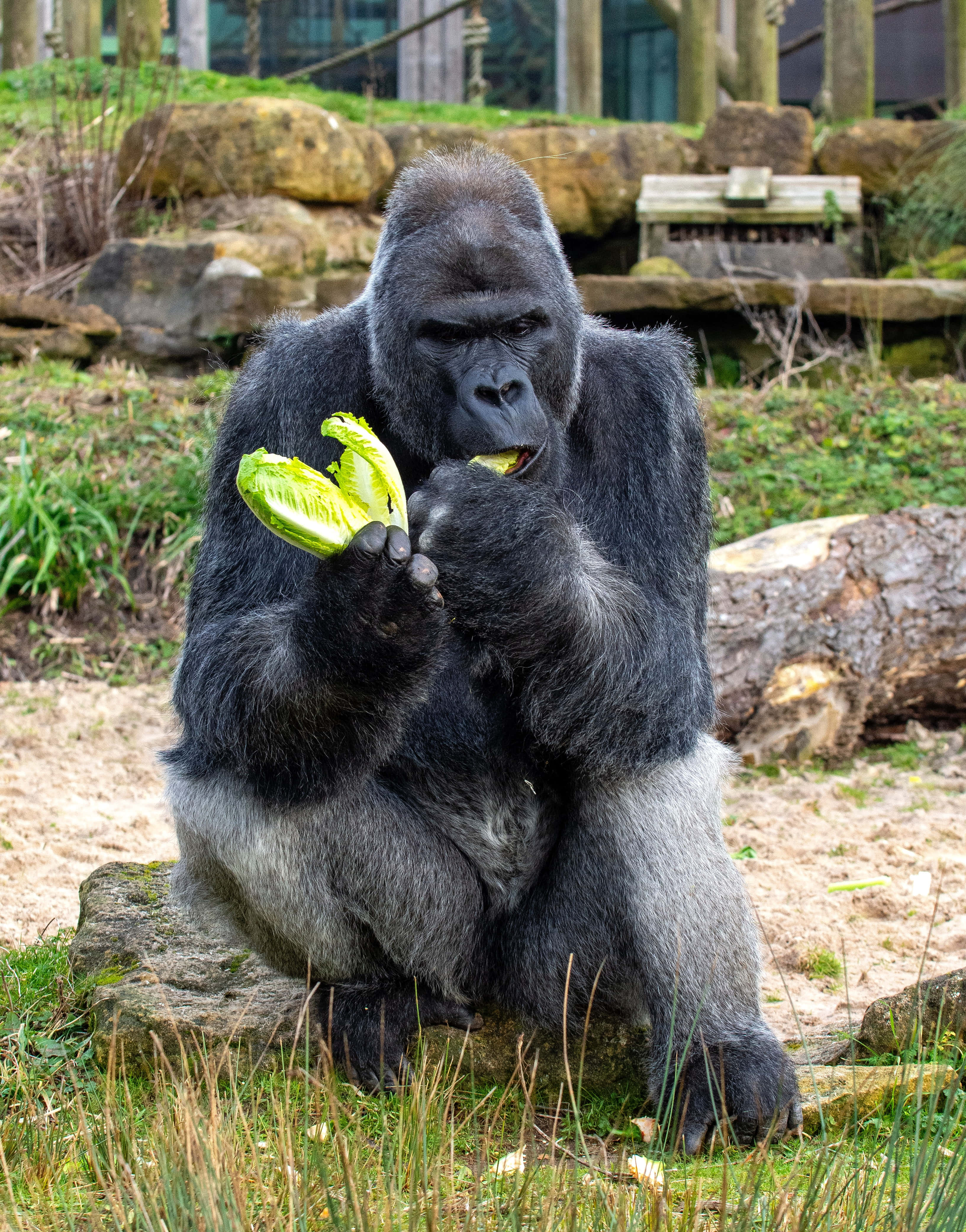 Gorilla 桌布 壁紙 — 一隻大銀背大猩猩平靜地坐在岩石上，專注地撕開一片鮮綠色的生菜葉。