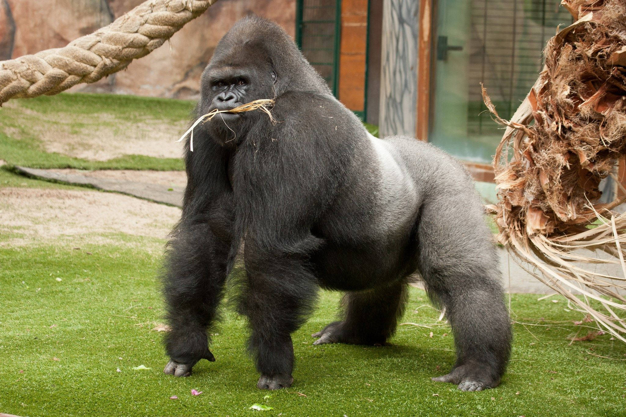 Gorilla 桌布 壁紙 — 一隻大銀背大猩猩站在草地上，嘴裡含著稻草，附近有繩索和樹幹。